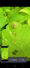 Phylloscyrtus