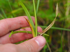 Carex leporina