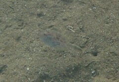 Stephanolepis diaspros