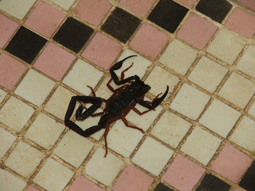 Chiapas Scorpion