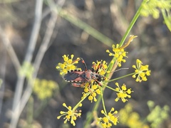 Rhynocoris erythropus