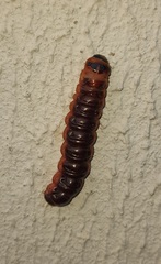 Cossus cossus