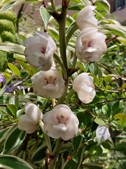 Peristeria elata