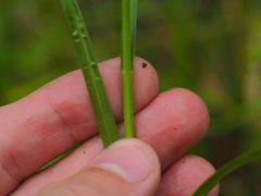 Carex leporina