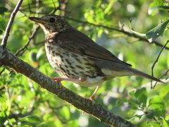 Turdus philomelos