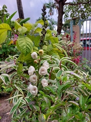 Peristeria elata
