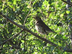 Turdus philomelos
