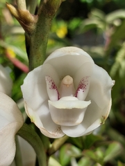 Peristeria elata