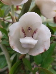 Peristeria elata