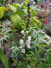 Peristeria elata