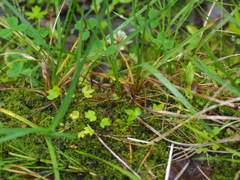 Carex nigra