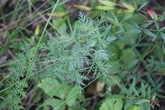 Artemisia tanacetifolia
