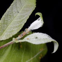 Aphis farinosa