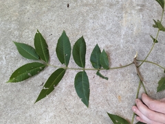 Carya myristiciformis