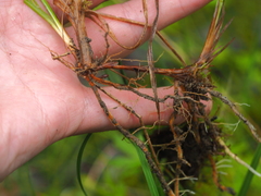 Carex nigra