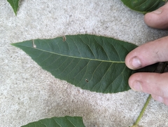Carya myristiciformis