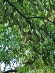 Gleditsia triacanthos