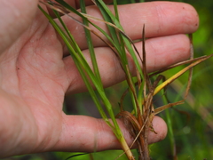 Carex nigra