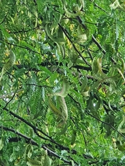 Gleditsia triacanthos