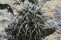 Tillandsia streptocarpa