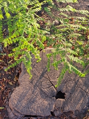 Gleditsia triacanthos
