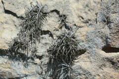 Tillandsia streptocarpa