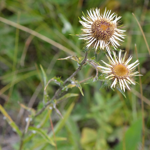Carlina biebersteinii (Carlina biebersteinii)