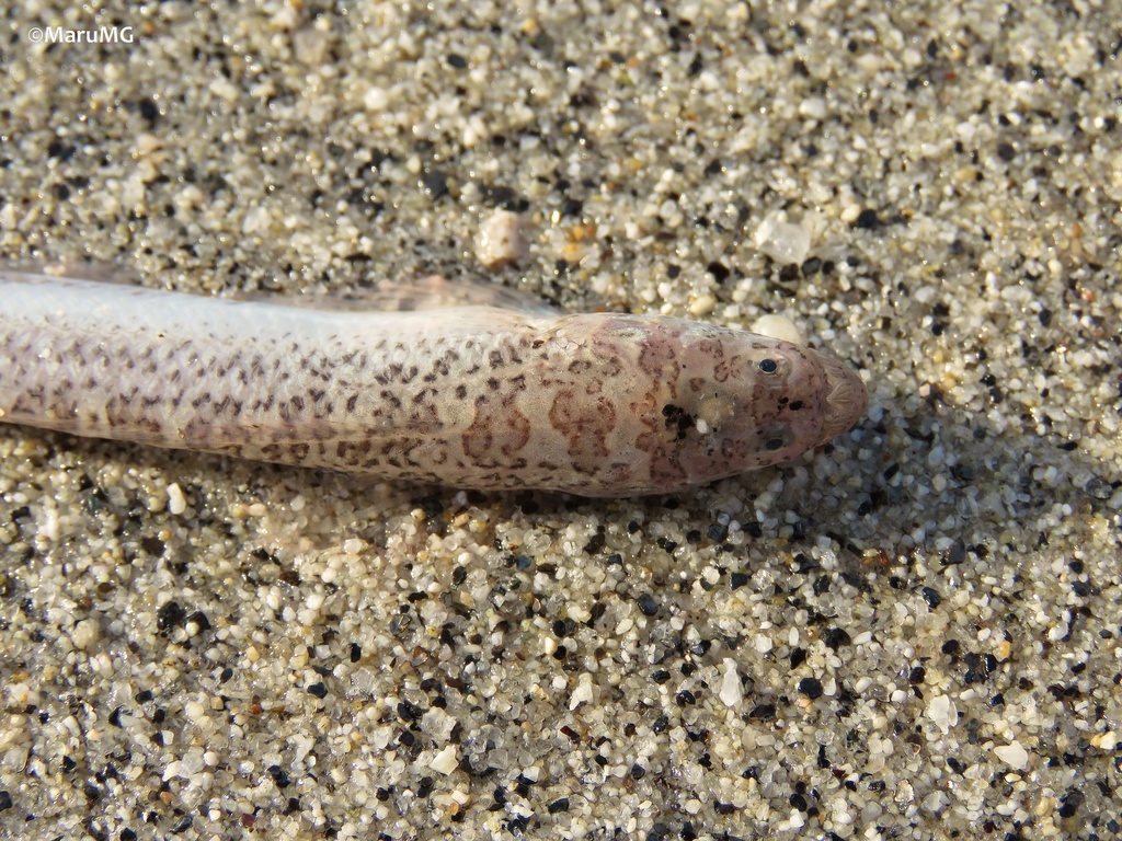 Giant sand stargazer (Dactylagnus mundus) — Dactyloscopidae