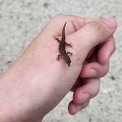 Sphaerodactylus elegans