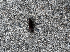 Agrilus difficilis
