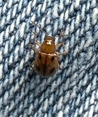 Paria opacicollis
