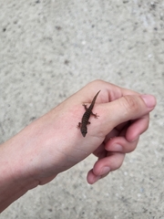 Sphaerodactylus elegans