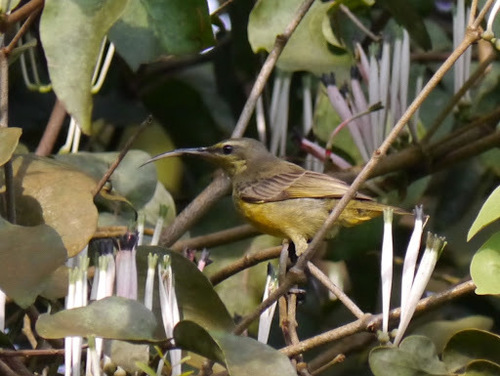 Cinnyris superbus