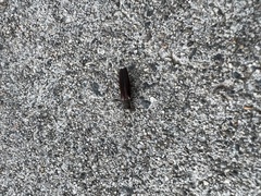 Agrilus difficilis
