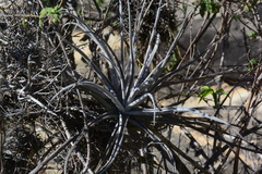 Tillandsia streptocarpa