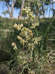 Mirabilis hirsuta