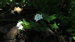 Lithospermum distichum