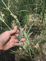 Mirabilis hirsuta