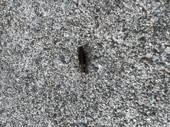 Agrilus difficilis