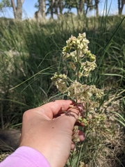 Mirabilis hirsuta