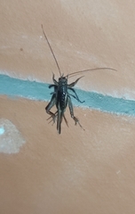 Stenonemobius gracilis