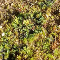 Anthoceros agrestis