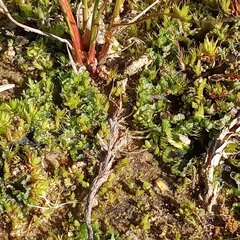 Anthoceros agrestis