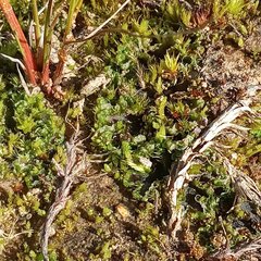 Anthoceros agrestis