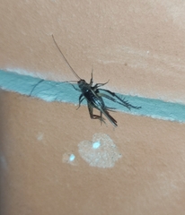 Stenonemobius gracilis