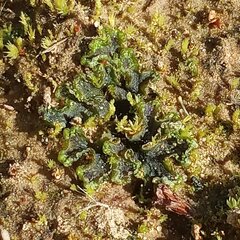 Anthoceros agrestis