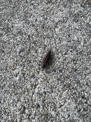 Agrilus difficilis