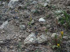 Crepis pulchra