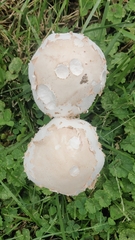 Chlorophyllum molybdites