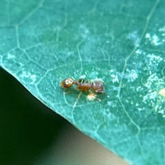 Temnothorax schaumii